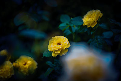 Close-up of yellow flowering rose