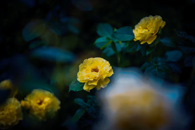 Close-up of yellow flowering plant