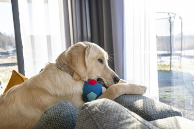 A young male golden retriever is lying on the couch backrest in the living room of the house. 