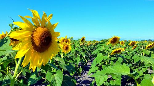 Sunflower blooming in field against clear sky