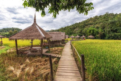Wooden shacks and trail overlooking rice farm and fields during harvest time in luang prabang, laos