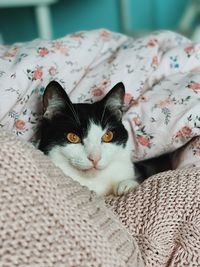 Close-up of cat lying on bed at home