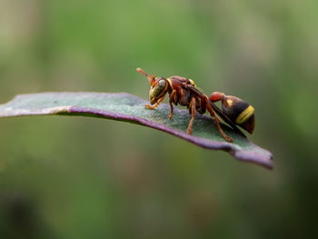 Close-up of insect on flower