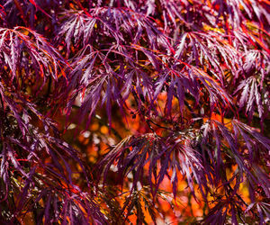 Close-up of autumn leaves