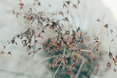 Close-up of plants