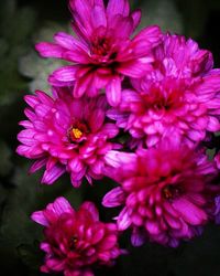 Close-up of pink flowers