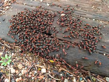 High angle view of crab on land