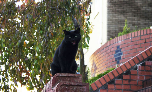 Portrait of black cat sitting on retaining wall