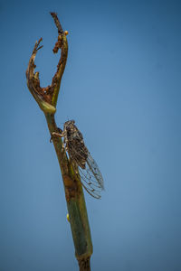 Low angle view of bird against clear blue sky