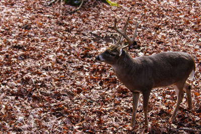 Deer standing on field