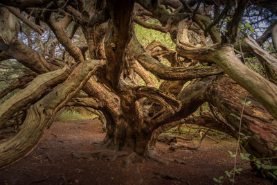 Trees in forest