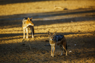 Fox walking on field