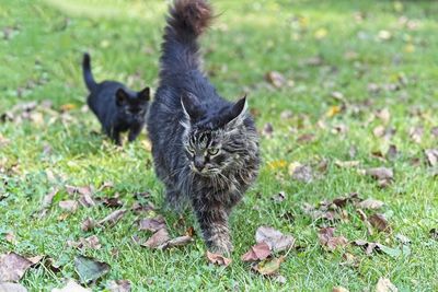 Black cat on a field