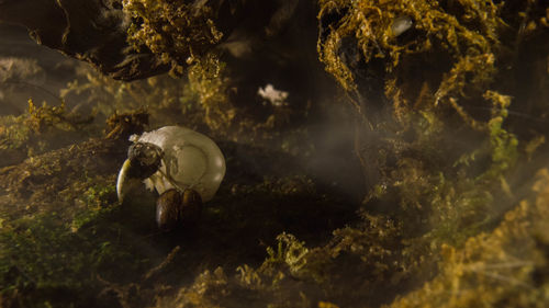 Close-up of turtle in sea