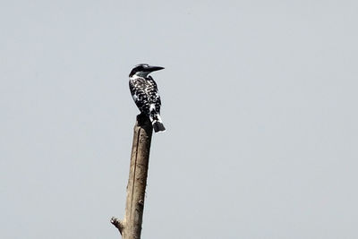 Low angle view of bird perching on tree against clear sky