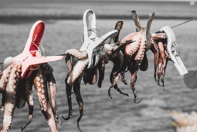 Close-up of octopus drying on string
