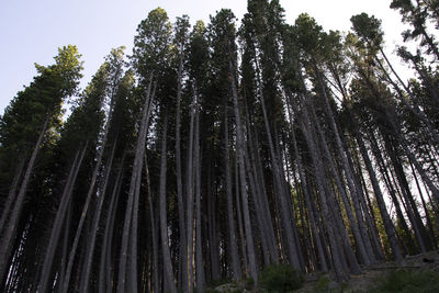 Low angle view of bamboo trees in forest