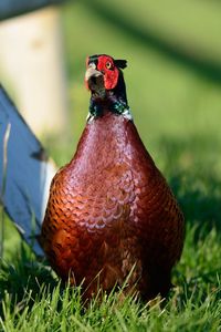 Close-up of pheasant on grassy field