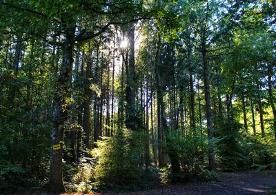 Trees growing in forest