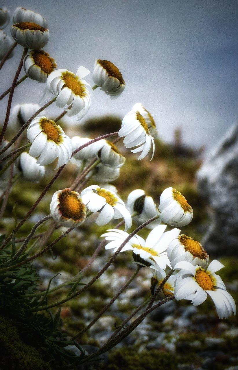 plant, flower, growth, fragility, vulnerability, flowering plant, beauty in nature, close-up, freshness, no people, white color, nature, petal, sky, day, focus on foreground, land, flower head, selective focus, inflorescence