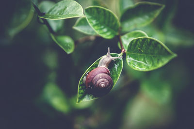 Close-up of fruit on plant