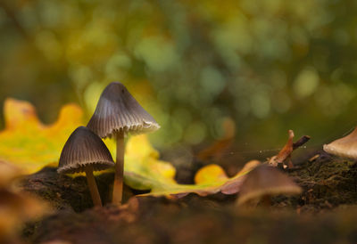 Close-up of mushroom