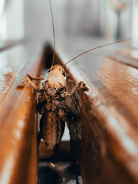 Close-up of insect on wood