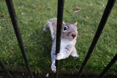 Portrait of squirrel