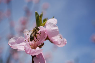 Close-up of bee pollinating on pink flower