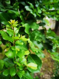 Close-up of green leaves