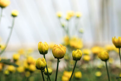 Close-up of yellow flowering plant