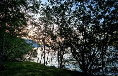 Trees by river against sky