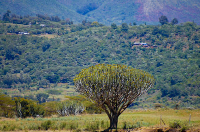 Scenic view of landscape