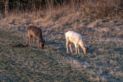 Deer standing on field