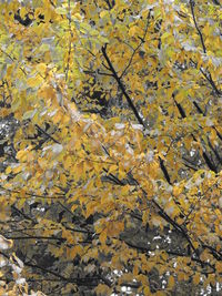 Close-up of yellow flowers
