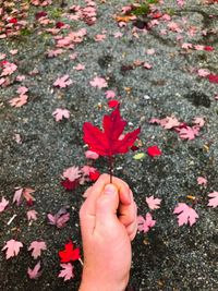 High angle view of hand holding maple leaf