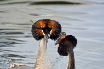 Close-up of great restes grebe flirting 
