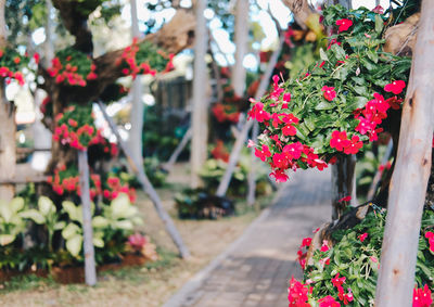 Red flower common name is west indian periwinkle, madagascar periwinkle, bringht eye, indian