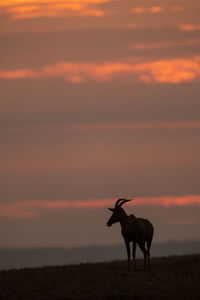 Silhouette horse standing on field against orange sky