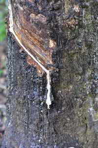 Close-up of tree trunk