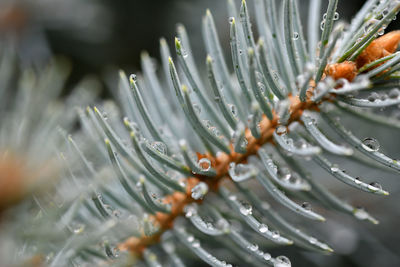 Close-up of wet plant