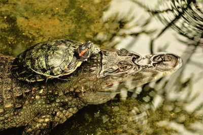 Close-up of turtle