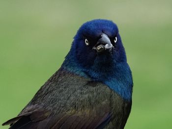 Close-up of bird perching outdoors