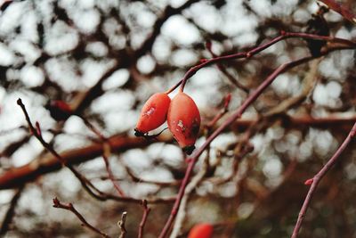 Close-up of red berries on tree