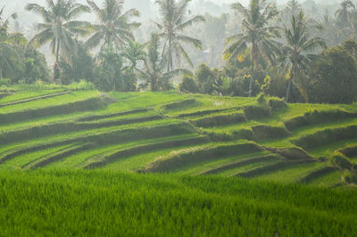 Scenic view of rice field