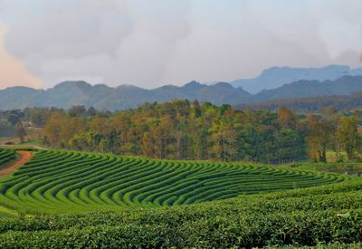 Scenic view of agricultural field against sky