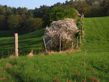 Scenic view of trees on field