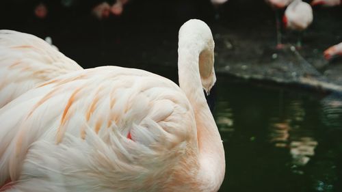 Close-up of flamingo swimming in lake