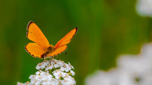 Close-up of butterfly pollinating on flower