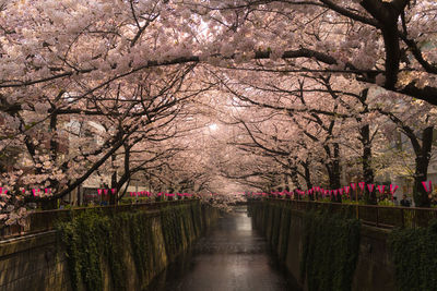 Cherry blossom trees over canal in city